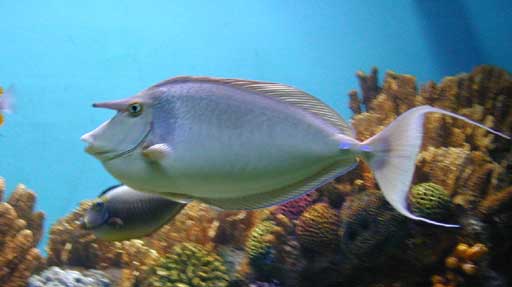 NASO BREVIROSTRIS